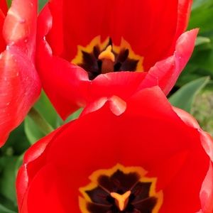 Meet your Posher, Natasha